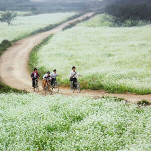 dong-cai-trang-moc-chau