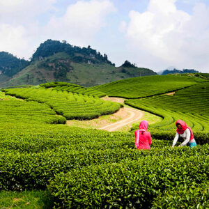 Tour Du Lịch Mộc Châu 2 Ngày 1 Đêm