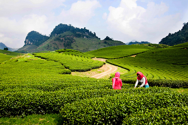 Tour Du Lịch Mộc Châu 2 Ngày 1 Đêm