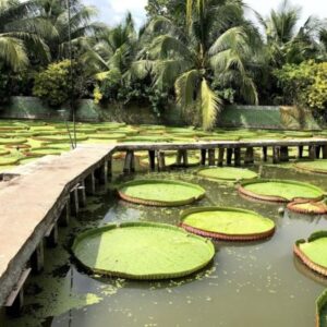 Tour Đồng Tháp Làng Hoa Sa Đéc Happy Land Hùng Thy Vườn Quýt Hồng Lai Vung Chùa La Sen