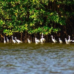 Tour Thăm Quan Cồn Chim Bình Định 1 Ngày