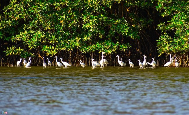 Tour Thăm Quan Cồn Chim Bình Định 1 Ngày